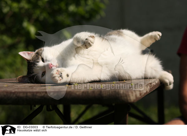Hauskatze wlzt sich / DG-03003