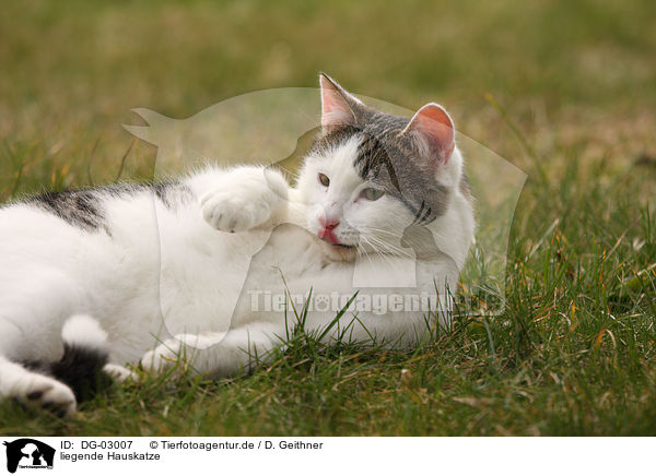 liegende Hauskatze / DG-03007