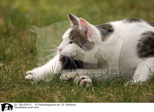 Hauskatze putzt sich / domestic cat preening itself / DG-03013