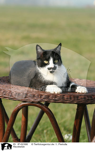 Hauskatze / domestic cat / IP-02398