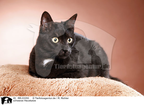 schwarze Hauskatze / black domestic cat / RR-33350