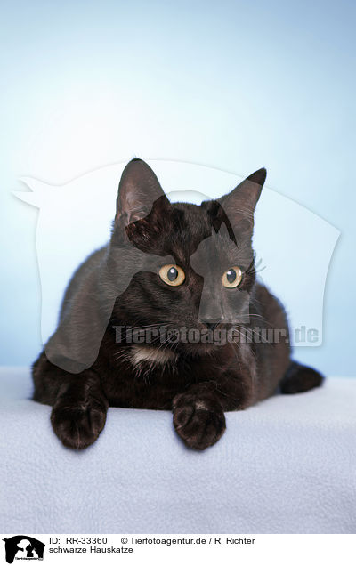 schwarze Hauskatze / black domestic cat / RR-33360
