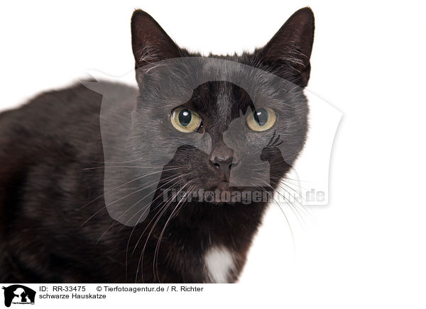 schwarze Hauskatze / RR-33475