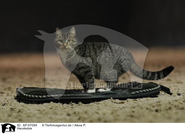 Hauskatze / domestic cat / AP-07084