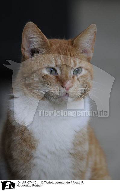 Hauskatze Portrait / domestic cat portrait / AP-07410