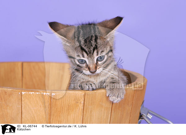 K�tzchen / kitten / KL-06744