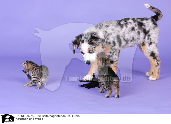 Ktzchen und Welpe / KL-06749