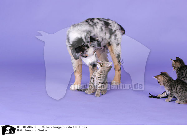 Ktzchen und Welpe / KL-06750