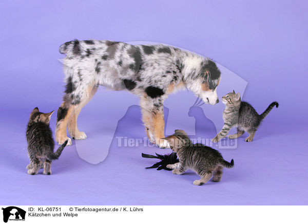 Ktzchen und Welpe / kitten and puppy / KL-06751