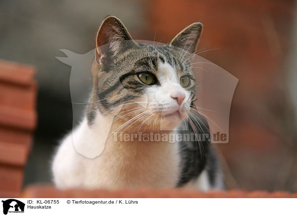 Hauskatze / domestic cat / KL-06755