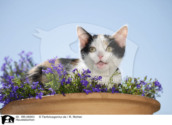 Hausk�tzchen / kitten / RR-36663