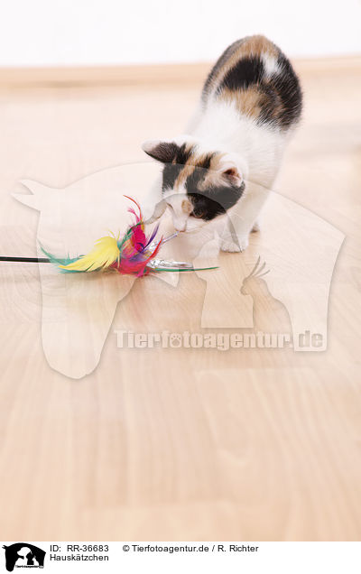 Hausktzchen / kitten / RR-36683