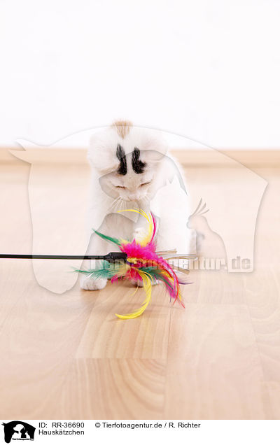 Hausktzchen / kitten / RR-36690