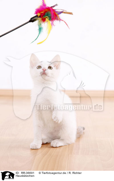 Hausktzchen / kitten / RR-36691
