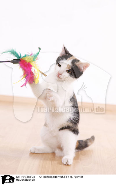 Hausktzchen / kitten / RR-36698