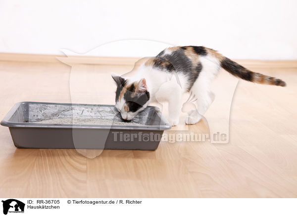 Hausktzchen / kitten / RR-36705