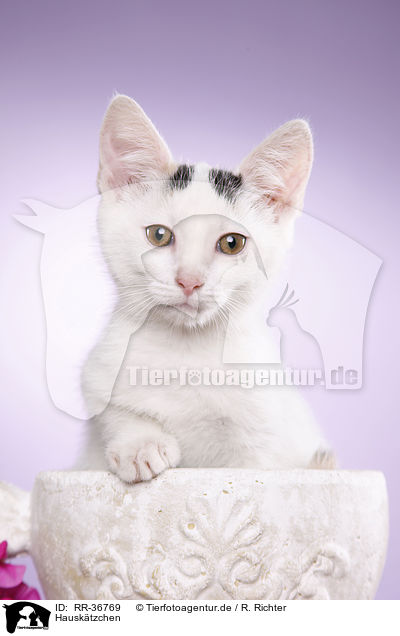 Hausktzchen / kitten / RR-36769