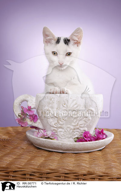 Hausktzchen / kitten / RR-36771