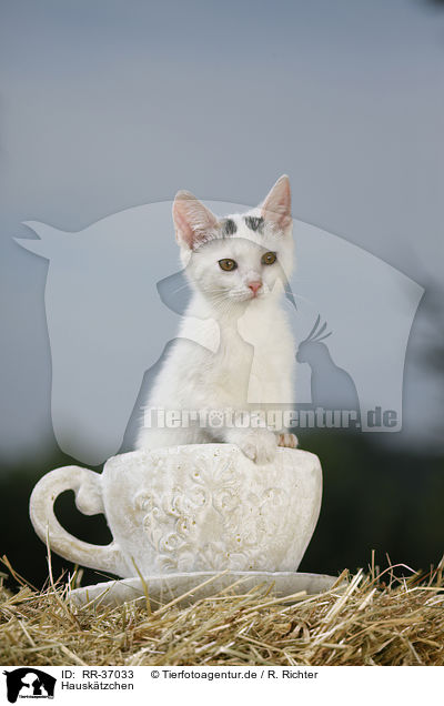 Hausktzchen / kitten / RR-37033