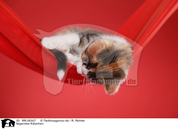 liegendes K�tzchen / lying kitten / RR-38307