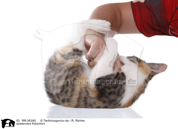 spielendes K�tzchen / RR-38380
