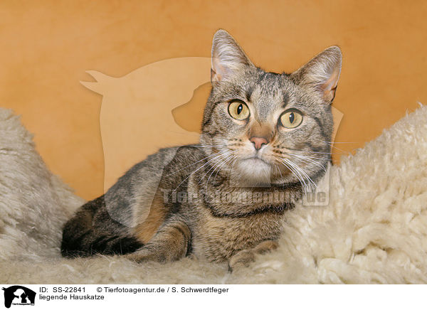 liegende Hauskatze / lying domestic cat / SS-22841