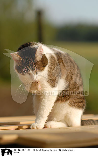 Kater / tomcat / NS-03169