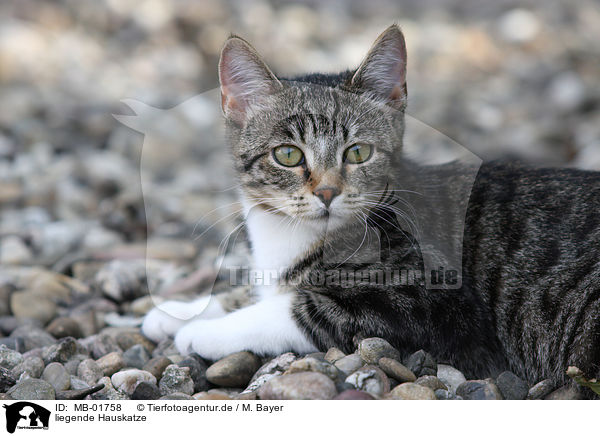 liegende Hauskatze / lying domestic cat / MB-01758