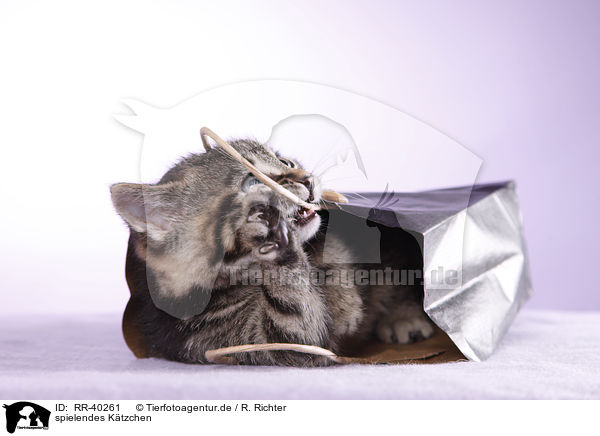 spielendes Ktzchen / playing kitten / RR-40261