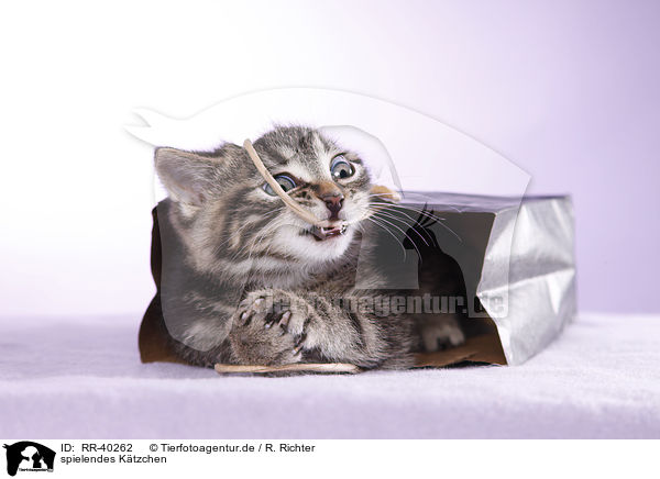 spielendes Ktzchen / playing kitten / RR-40262
