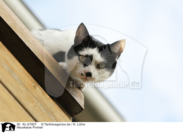 Hauskatze Portrait / domestic cat portrait / KL-07957