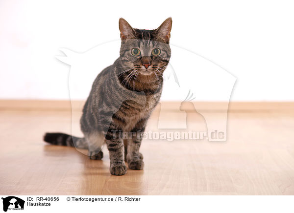 Hauskatze / domestic cat / RR-40656