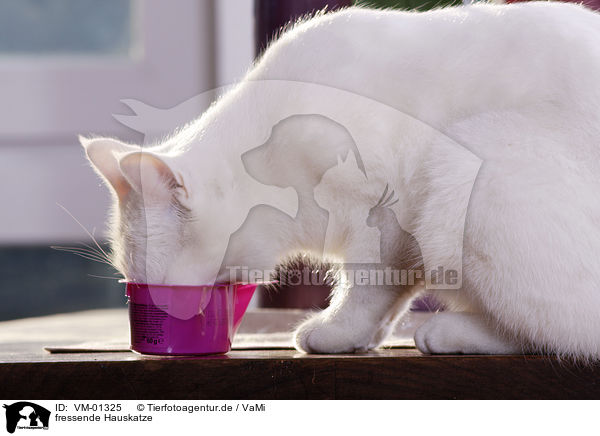 fressende Hauskatze / eating domestic cat / VM-01325