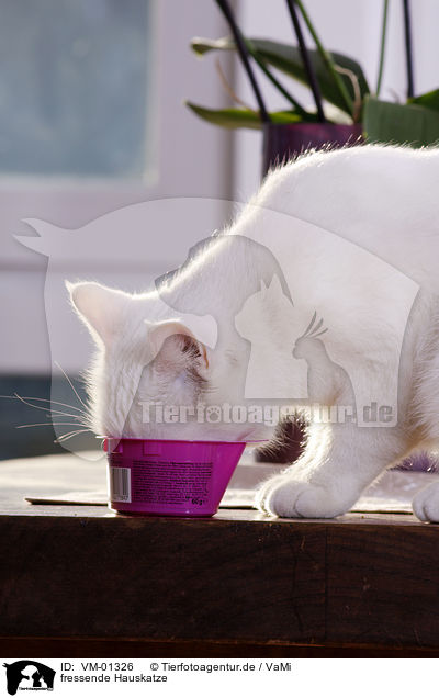 fressende Hauskatze / eating domestic cat / VM-01326