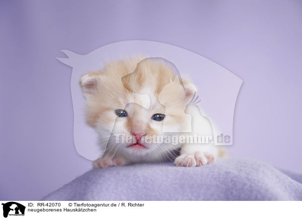 neugeborenes Hausktzchen / newborn kitten / RR-42070