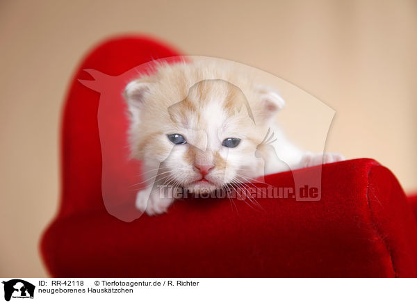neugeborenes Hausktzchen / newborn kitten / RR-42118