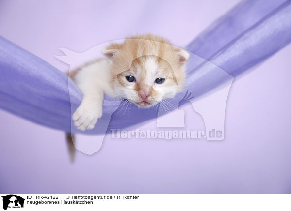 neugeborenes Hausktzchen / newborn kitten / RR-42122