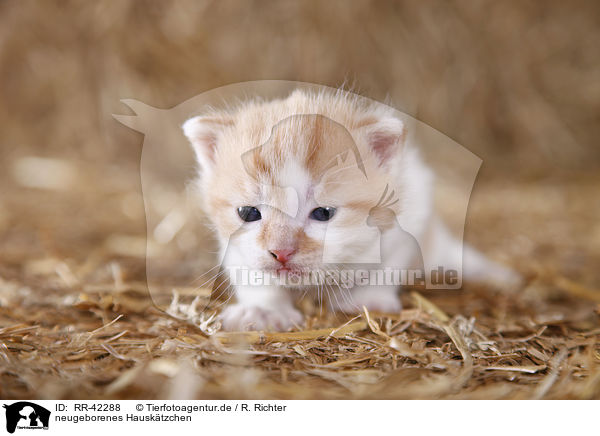 neugeborenes Hausktzchen / newborn kitten / RR-42288