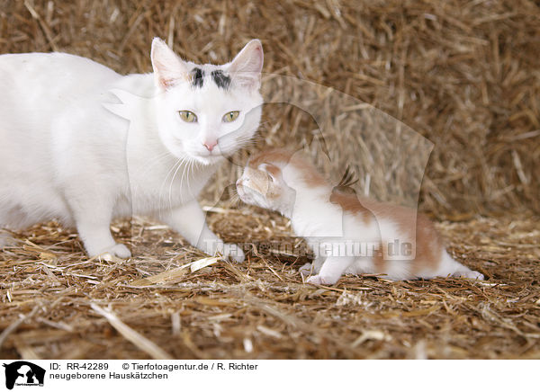 neugeborene Hausktzchen / newborn kitten / RR-42289
