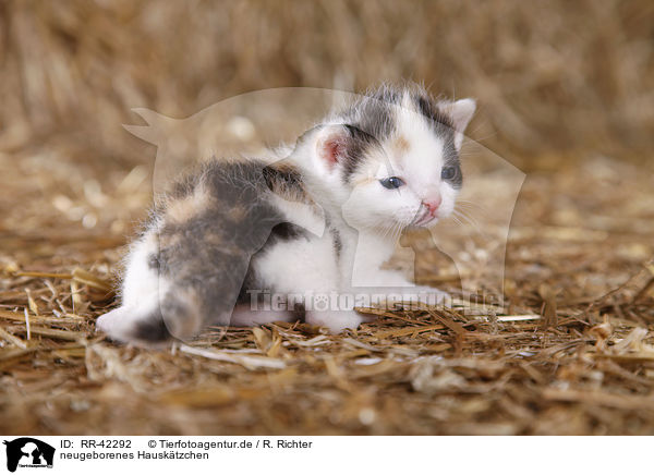 neugeborenes Hausktzchen / newborn kitten / RR-42292