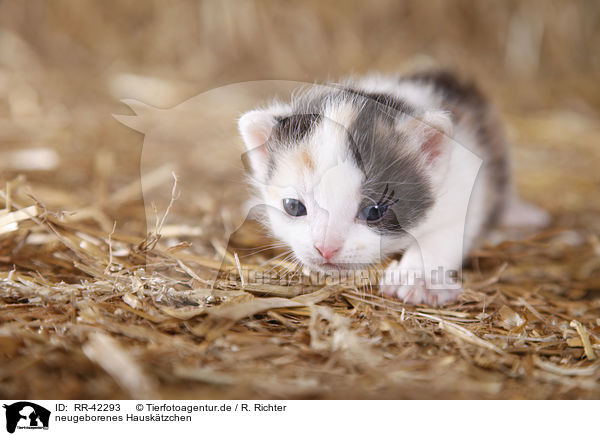 neugeborenes Hausktzchen / newborn kitten / RR-42293