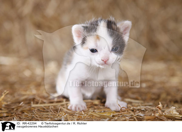 neugeborenes Hausktzchen / newborn kitten / RR-42294