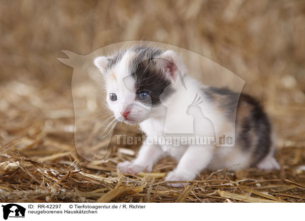 neugeborenes Hausktzchen / newborn kitten / RR-42297