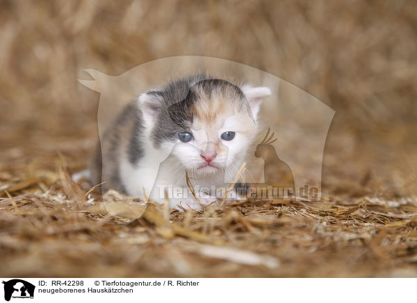 neugeborenes Hausktzchen / newborn kitten / RR-42298