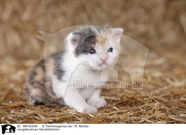 neugeborenes Hausktzchen / newborn kitten / RR-42299