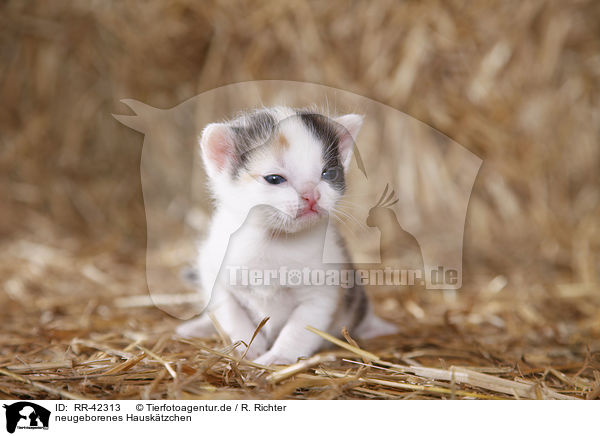 neugeborenes Hausktzchen / newborn kitten / RR-42313