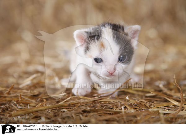 neugeborenes Hausktzchen / newborn kitten / RR-42316