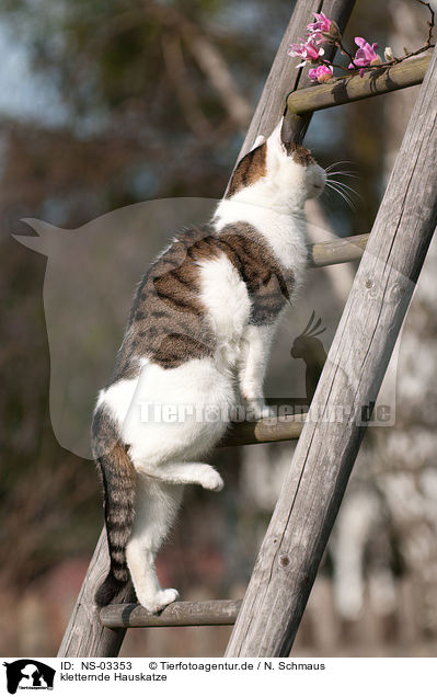 kletternde Hauskatze / climbing domestic cat / NS-03353
