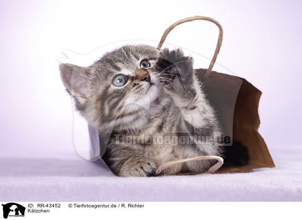 Ktzchen / Kitten / RR-43452