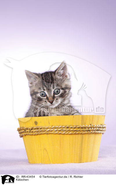 Ktzchen / Kitten / RR-43454